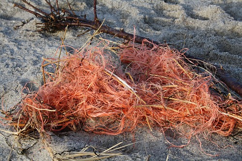 Hohe Düne
Marine litter found at the beach
Küste - Strand, Naturschutz, Tourismus, Verschmutzung/Müll/Altlasten, Ökosystemschädigung, Küste - Düne
Laura Dienstbach